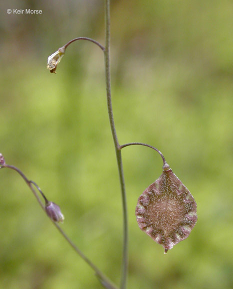 Image of sand fringepod