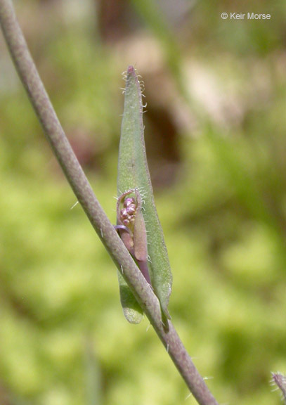 Image of sand fringepod