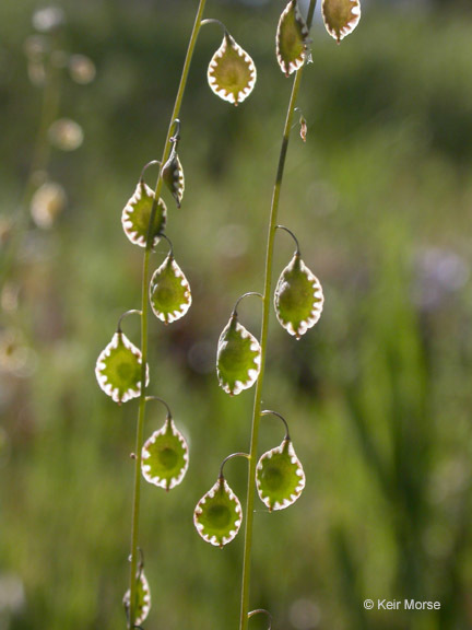 Image of sand fringepod