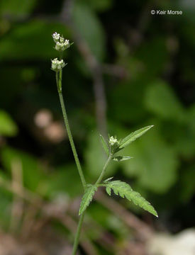 Image of spreading hedgeparsley