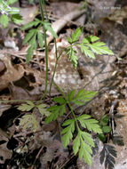 Image of spreading hedgeparsley