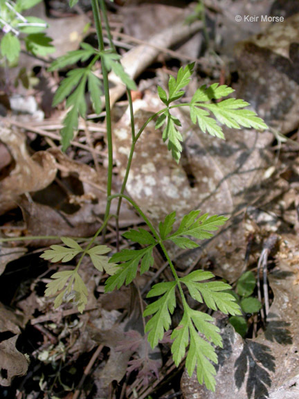 Sivun Torilis arvensis (Hudson) Link kuva