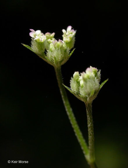 Image of spreading hedgeparsley