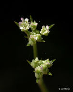 Image of spreading hedgeparsley