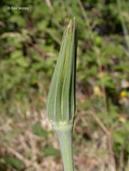 Image of yellow salsify