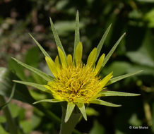 Image of yellow salsify