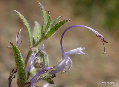 Trichostema lanceolatum Benth. resmi