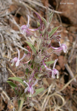 Image of vinegarweed