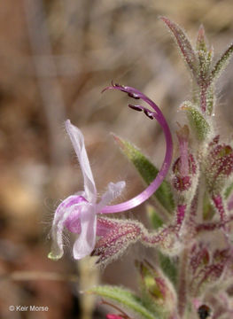 Trichostema lanceolatum Benth. resmi