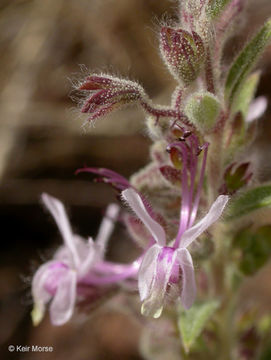 Trichostema lanceolatum Benth. resmi