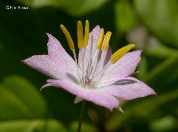 Image of <i>Trientalis latifolia</i>