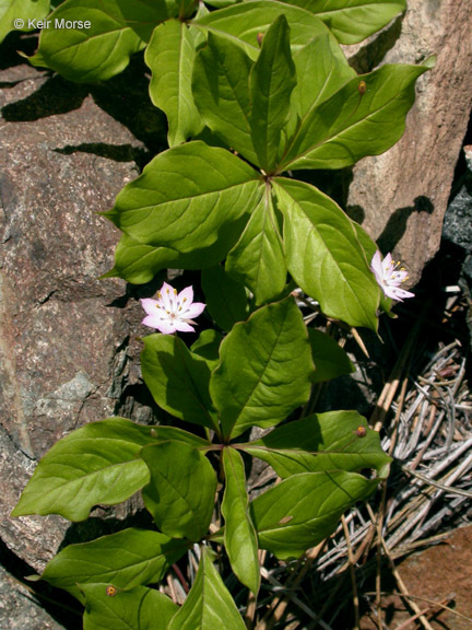 Image of <i>Trientalis latifolia</i>