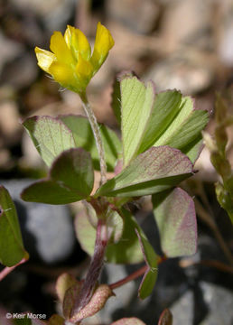 Image of Lesser Hop Trefoil