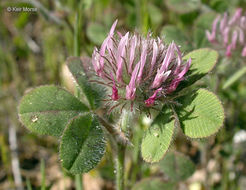 Image of rose clover