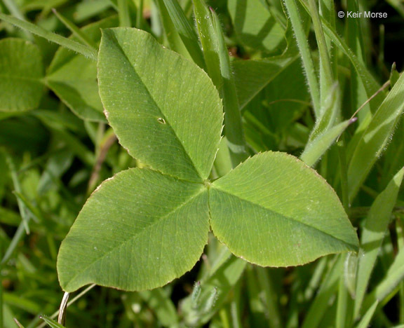 Image of alsike clover