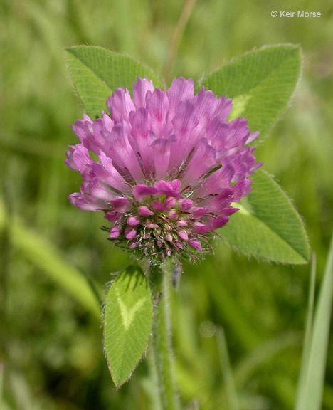 Image of Red Clover