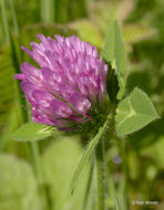 Image of Red Clover