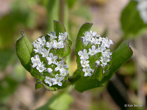 Plancia ëd Valerianella locusta (L.) Laterrade