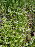 Plancia ëd Valerianella locusta (L.) Laterrade