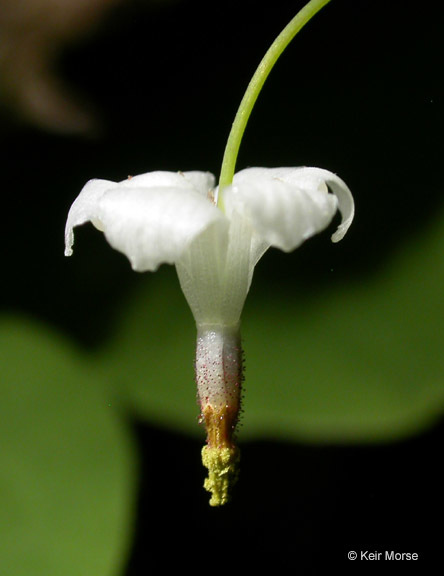 Image of White inside-out-flower