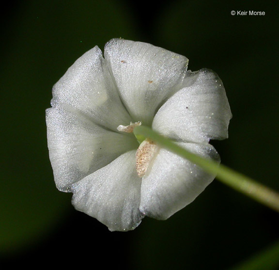 Image of White inside-out-flower