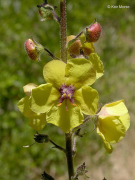 Imagem de Verbascum blattaria L.