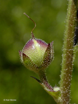 Imagem de Verbascum blattaria L.