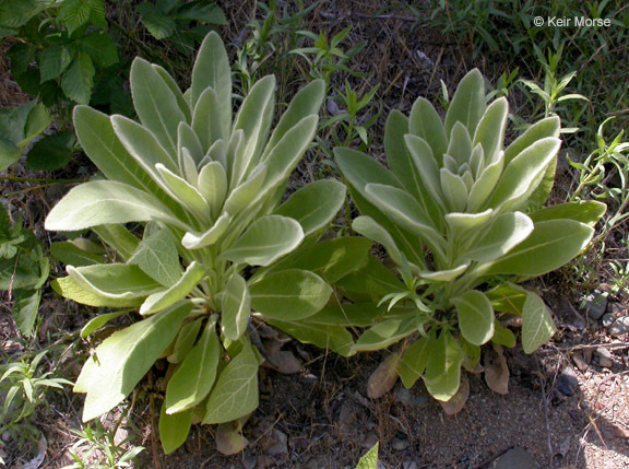 Image of Great Mullein