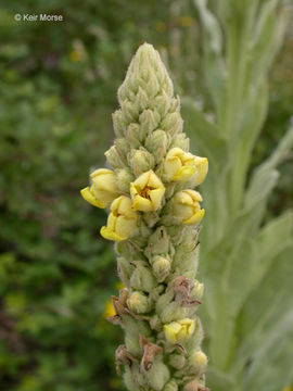 Image of Great Mullein