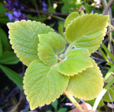 Image of Plectranthus lanuginosus (Hochst. ex Benth.) Agnew