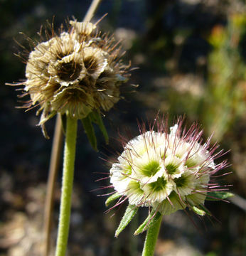 Image de Scabiosa africana L.