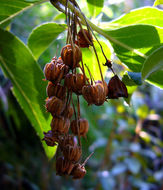 Sivun Enkianthus chinensis Franch. kuva