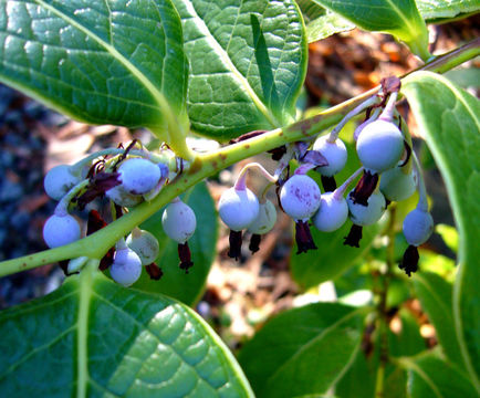 Image of Vaccinium gaultheriifolium (Griff.) Hook. fil. ex C. B. Cl.