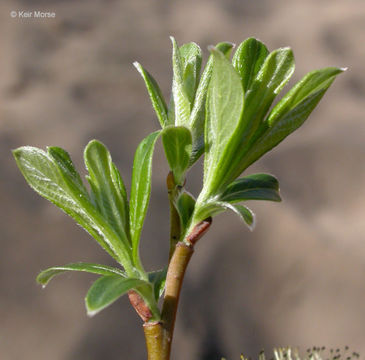 Image of Sitka willow