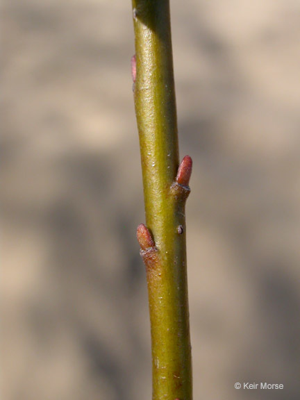 Sivun Salix sitchensis Sanson ex Bong. kuva