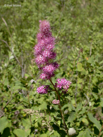 صورة Spiraea douglasii Hook.