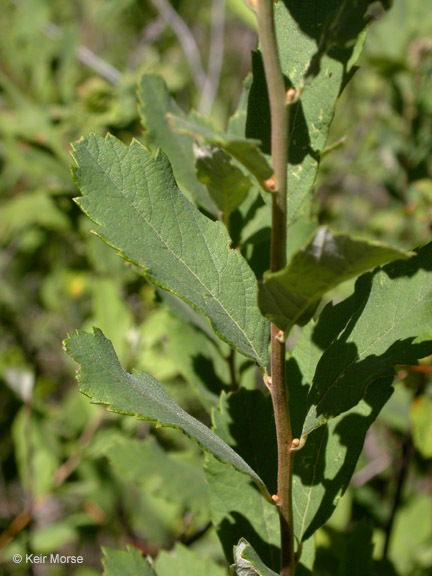 Image of Douglas spirea