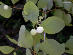 Image of common snowberry