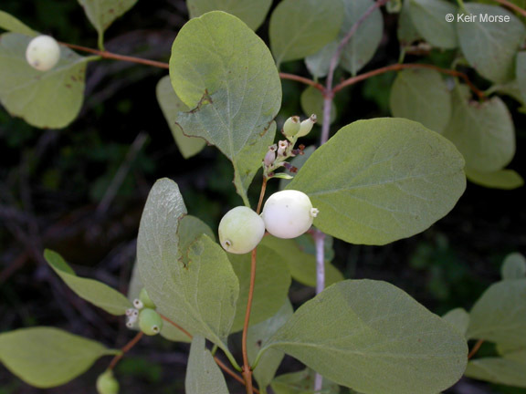 صورة Symphoricarpos albus var. laevigatus (Fern.) Blake