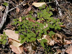 Image of creeping snowberry