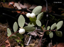 Image of creeping snowberry