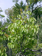 Image of Common Lilac