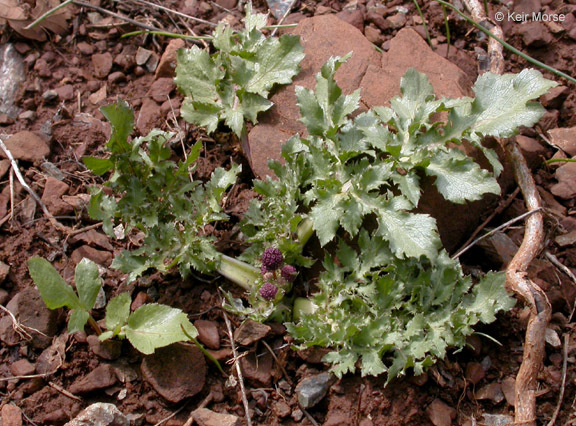 Imagem de Sanicula bipinnatifida Dougl.