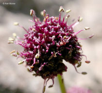 Imagem de Sanicula bipinnatifida Dougl.