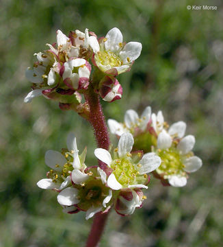 Imagem de Micranthes integrifolia (Hook.) Small