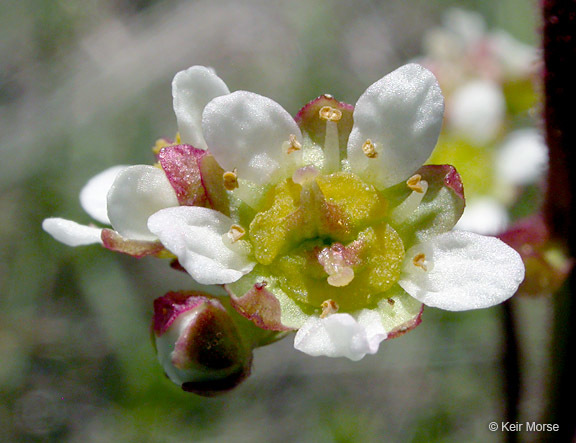 Imagem de Micranthes integrifolia (Hook.) Small