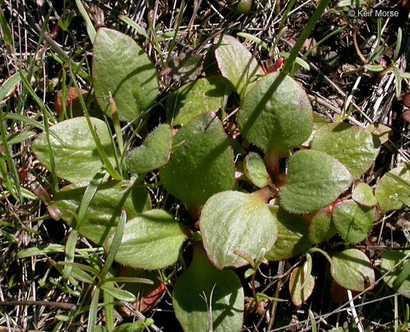 Imagem de Micranthes integrifolia (Hook.) Small