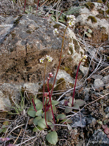 Imagem de Micranthes integrifolia (Hook.) Small