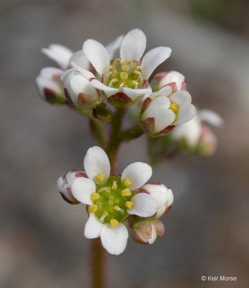 Imagem de Micranthes integrifolia (Hook.) Small