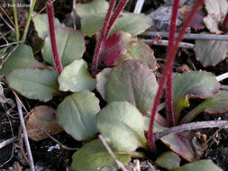 Imagem de Micranthes integrifolia (Hook.) Small